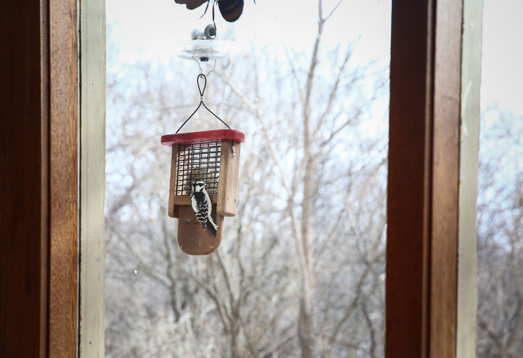 Woodpecker at Lime Creek